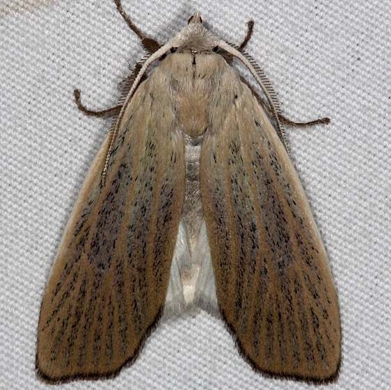 8517 Palpidia pallidior Oscar Scherer St Pk 3-12-15