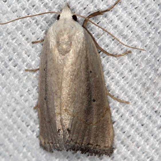 8522 Gabara subnivosella Hopkins Prairie Ocala Natl Forest Fl 9-26-18 (51)_opt