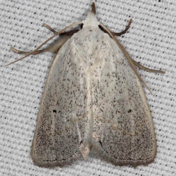 8524 Gabara pulverosalis Silver Springs St Pk Fl 9-25-18 (51)_opt