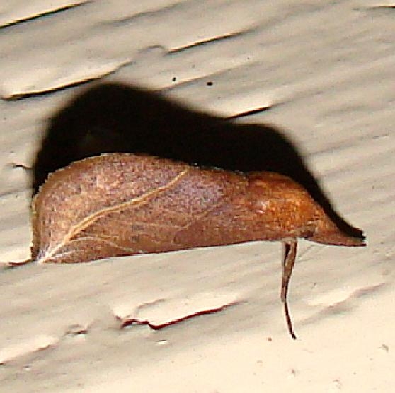 8525 Curve-lined Owlet Moth Kissimmee Lake St Pk 2-23-12