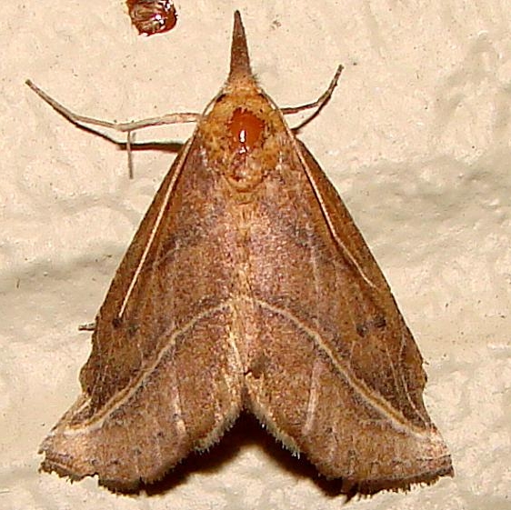 8525 Curved-lined Owlet Moth Gold Head Branch St Pk 2-16-12