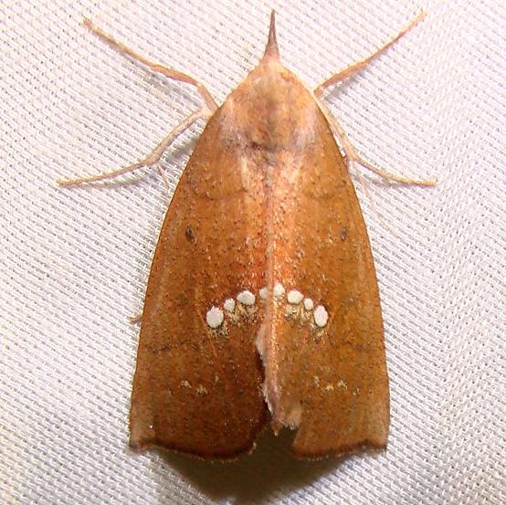 8527 Large Necklace Moth Juniper Springs Ocala Natl 3-14-12