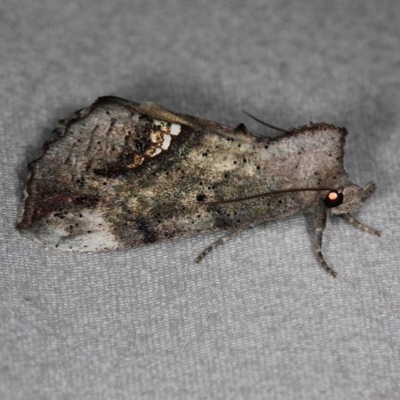 8528 Small Necklace Moth Oscar Scherer St Pk Fl 3-14