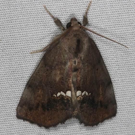 8528 Small Necklace Moth yard 7-12-14