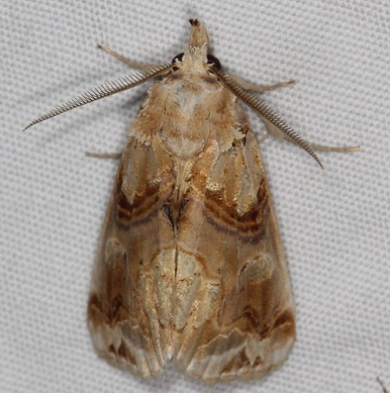 8534 Moonseed Moth Campsite 119 Falcon St Pk 10-22-16_opt