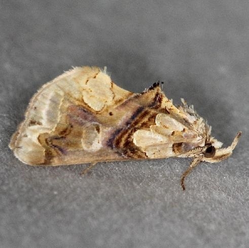 8534 Moonseed Moth yard 6-2-13