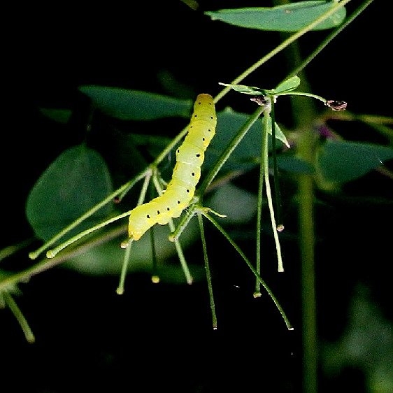 8536 Canadian Owlet Moth Caterpillars on Tall Meadow Rue Shawnee St Forest Bridal Trail 5 6-13-15_opt
