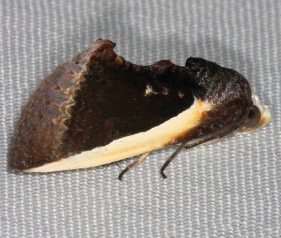 8540 Citrus Fruit-piercer Moth Lucky Hammock Everglades 2-23-14