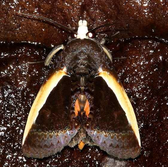 8540 Citrus Fruit-piercer Moth Pineland Everglades Fl 2-26-15