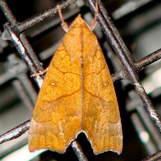 8545 Yellow Scallop Moth yard 9-22-08