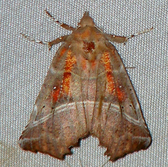 8555 The Herald Moth yard 4-24-09