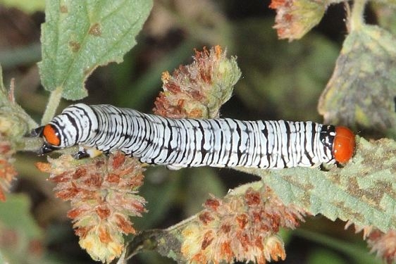 8560 Hieroglyphic Moth Caterpillar Falcon St Pk Butterfly garden Texas 10-28-16_opt