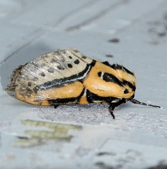 8560 Hieroglyphic Moth on store outside wall in Sumatra Fl 9-17-18 (4)_opt