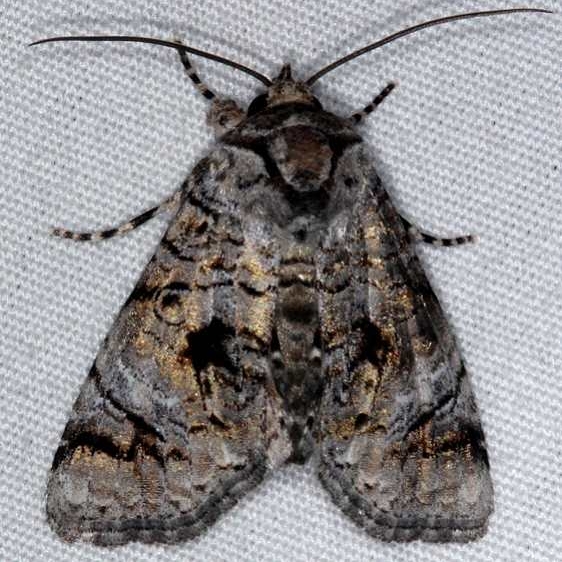 8562 Caccana mundissima Pineland Everglades Fl 2-26-15