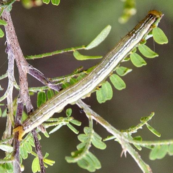 8574 Velvetbean Caterpillar Moth BG Ytturria Brush Rail Texas 11-2-16_opt