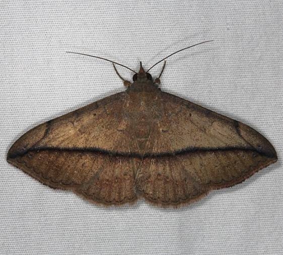 8574 Velvetbean Caterpillar Moth yard 10-13-14