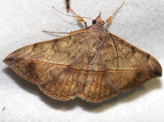 8574 Velvetbean Caterpillar Moth yard 10-24-12