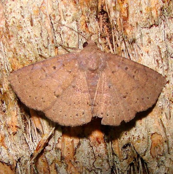 8577 Antiblemma rufinans Mahogany Hammock Everglades 2-27-12