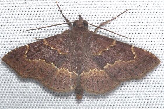 8577.97-Unidentified-Antiblemma-BG-Paynes-Prairie-St-Pk-Fl-1-27-24