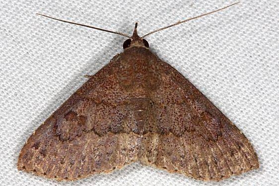 8579 Antiblemma concinnula Collier-Seminole St Pk 3-4-15