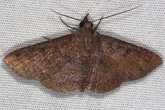 8579 Antiblemma concinnula Collier-Seminole St Pka 3-7-15 (21)_opt_opt