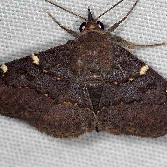 8579 Antiblemma concinnula Hopkins Prairie Ocala Natl Forest Fl 9-26-18 (26)_opt