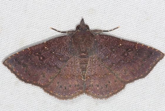 8579 Antiblemma concinnula Mahogany Hammock Everglades 3-1-15