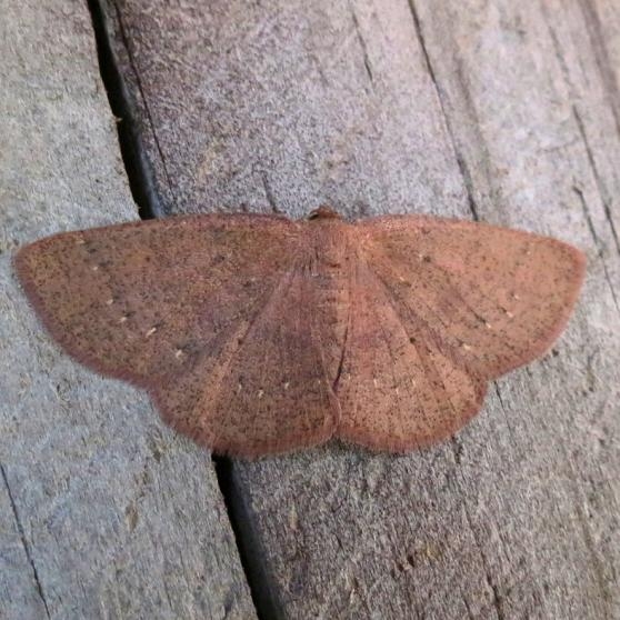 8579 Antiblemma concinnula Ochlockonee St Pk Fl 3-28-13