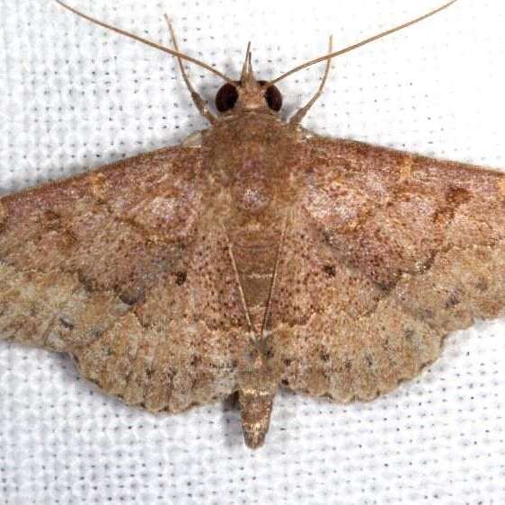 8579.1 Antiblemma carolae BG-Lake-kissimmee-St-Pk-Fl-3-11-25