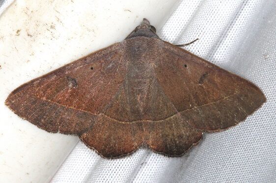 8579.1-Antiblemma-carolae-Collier-Seminole-St-Pk-Fl-1-10-24