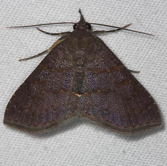 8579 Antiblemma perva Oscar Scherer St Pk 3-14-15