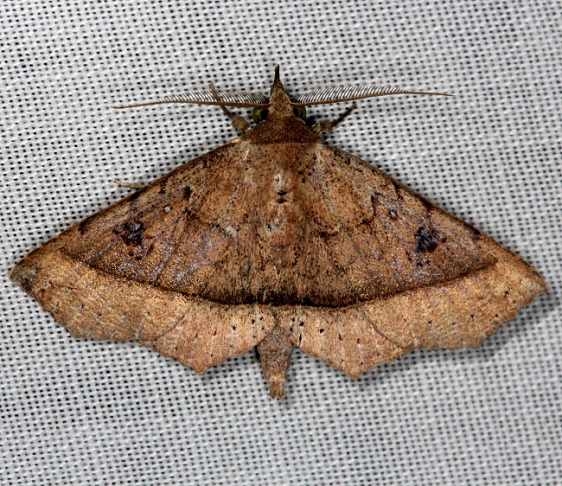 8582 Ephyrodes cacata NABA Gardens Texas 11-3-13