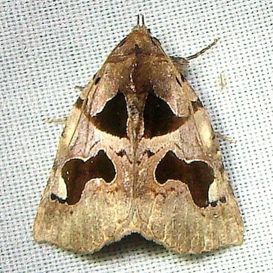 8583 Athyrma adjuctix Mahogany Hammock Everglades National Pk 2-25-12