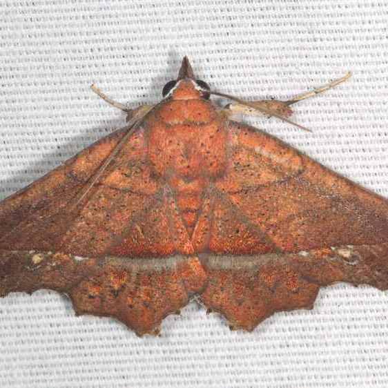 8584 Syllectra erycata Collier Seminole St Pk FL 3-2-21