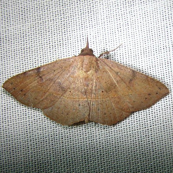 8585.2 Epidromia pannosa female CREW Fl 3-5-12