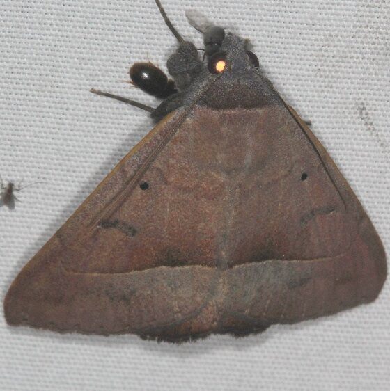 8585.3 Epidromia rotundata Bear Island-Big-Cypress-Preserve-Fl-3-18-23