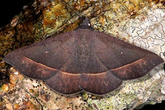 8585.3 Epidromia rotundata Pineland Everglades Fl 2-26-15