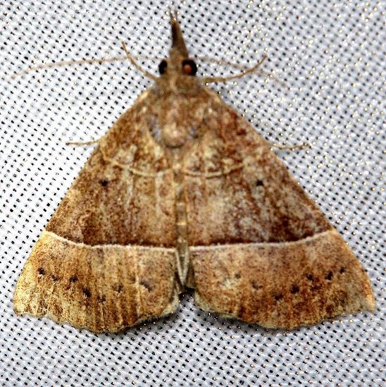 8585.4 Manbuta pyraliformis tentative Alexander Springs Ocala Natl Pk 3-20-13