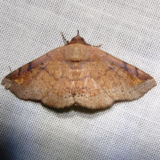 8586 Massala obvertens Nike missle Road junction research Rd 2-28-12