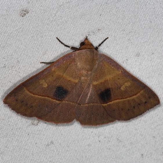 8587 Red-lined Panopoda Moth Oscar Scherer St Pk 3-14-15