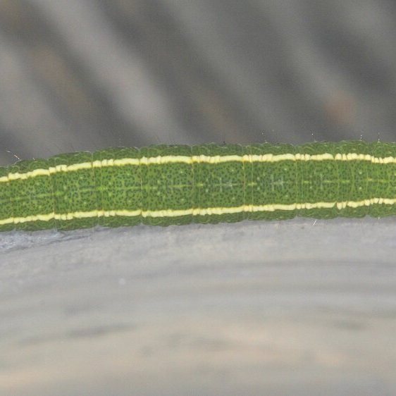 8587 Red lined Panopoda Moth Warriors Path St Pk Tenn 9-10-20
