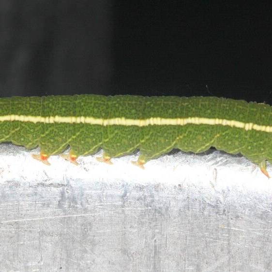 8587-Red-lined-Panopoda-Moth-Warriors-Path-St-Pk-Tenn-9-10-20-2