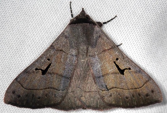 8588 Brown Panapoda Moth Shawnee St Pk Oh 6-15-13
