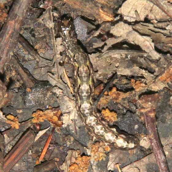 8591 Common Oak Moth-Caterpillar-on-ground-Red River Gorge KY 5-25-22