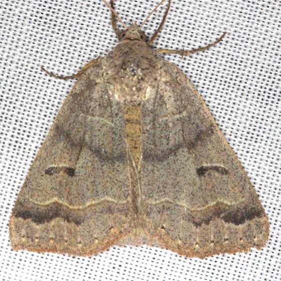 8591 Common Oak Moth yard 4-17-13