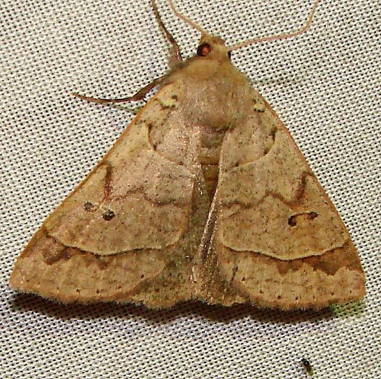 8591.1 Phoberia ingenua Juniper Springs Ocala Natl 3-13-12