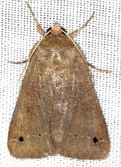 8592 Black-dotted Brown Moth Carter Cave St Pk Ky 4-23-13