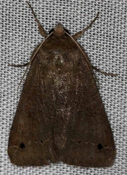 8592 Black-dotted Brown Moth Carter Cave St Pk Ky 4-23-13