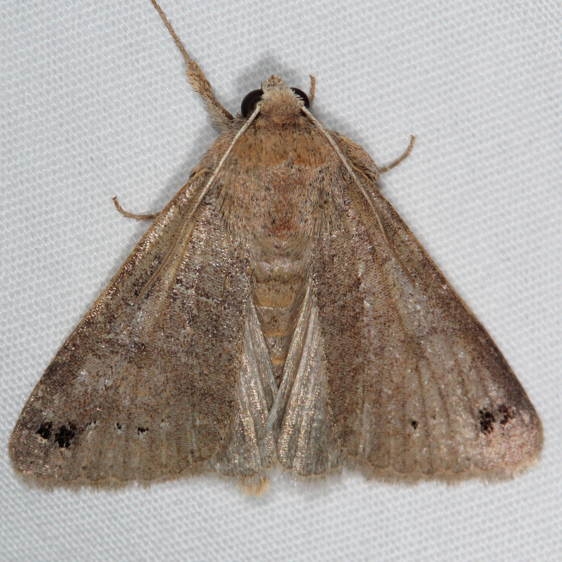 8592 Black-dotted Brown worn yard 4-16-16 (5)_opt