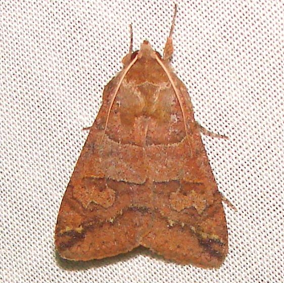8593 Cissusa mucronata Gold Head Branch St Pk 2-16-12